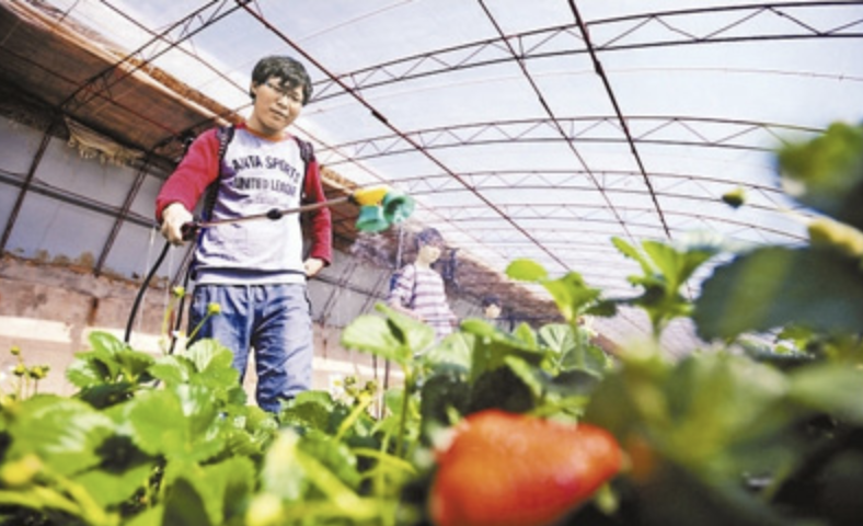 北京市将招聘508名高校毕业生到农村支农